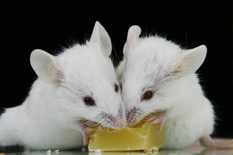 Deux souris blanches mangent un petit bloc de fromage.