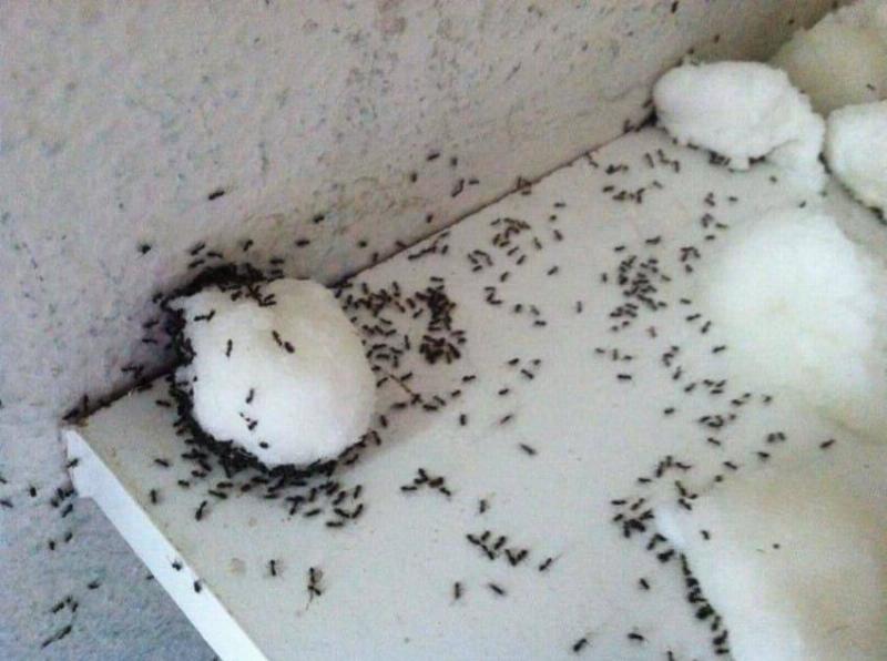 Les fourmis essaiment un tas de borax.